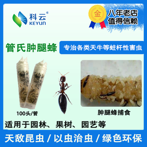 管氏肿腿蜂天牛克星果树林木园林绿植天敌防治蛀干害虫梨树桃树