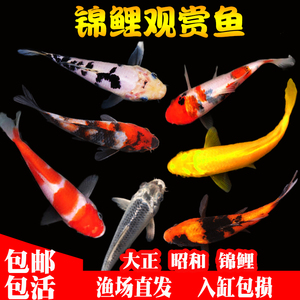 冷水观赏鱼日本锦鲤纯种德系锦鲤好养耐活大正三色红白小鱼苗金鱼
