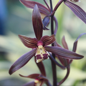 墨兰名贵金边兰花鹤之华带花苞浓香好养易活