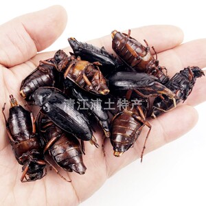 食用昆虫公母山水牛美味栓栓牛冷冻山春牛母牛满籽油炸大牙土天牛