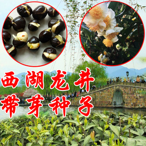 西湖龙井43种子绿茶茶树苗家庭园艺室内阳台盆栽沙藏好已发芽茶籽