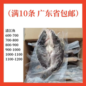 开背清江鱼 商用鲜活冷冻烤鱼半成品食材纸包江团调味腌制鮰鱼