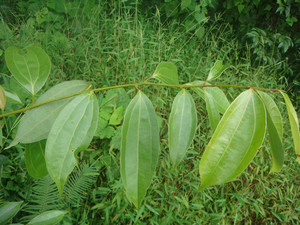 香桂叶香叶香桂樟矮樟乌药树叶蒡箕茶50克