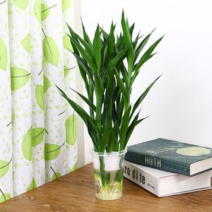 招财竹水养 开运竹玻璃瓶客厅花卉室内绿植盆栽发财竹 富贵竹水培
