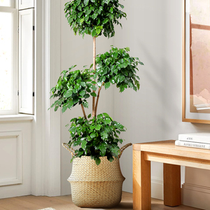 绿宝幸福树四季常绿室内盆景客厅办公室净化空气大型绿植