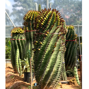 强刺球属 巨鹫玉仙人球群生鱼钩球 雎鸠玉富贵玉仙人掌多肉植物