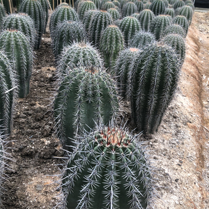 tb9380360662淘宝巨人柱仙人球 超大实生开花仙人柱组合小盆栽 稀缺