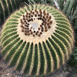 金虎仙人球 园林景观大型沙生植物绿植盆栽 防辐射懒人植物