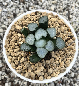 天照万象十二卷属多肉一物一拍,无纹万象室内肉肉小盆栽含盆土