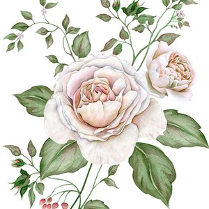 p21高清手绘玫瑰花设计素材jpg 欧美风花卉插画底纹背景图案