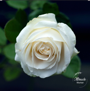 bulgarianrose旗舰店天猫保加利亚进口玫瑰精油护手霜50ml冬季保湿