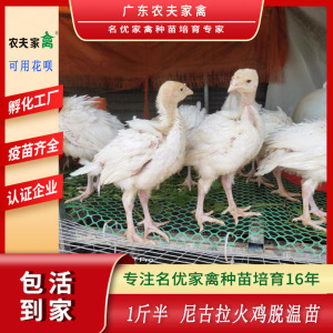 小鸡活苗正宗700系巨型白色尼古拉火鸡脱温好养疫苗广州发货包活