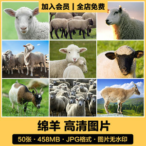 高清动物生物摄影图片绵羊山羊家畜羊群牧场放牧PS背景JPG素材图