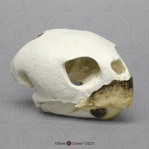 vm非常博物馆boneclones美国定制骨骼红海龟头骨动物科教模型