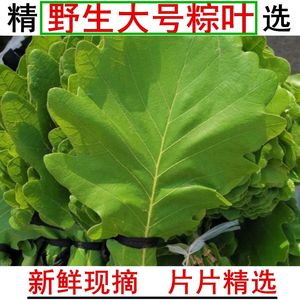 新鲜菠萝叶野生粽叶大号玻璃叶现摘桲椤叶子粽子大叶胡叶槲叶树苗