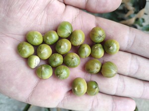 野生椎子小板栗