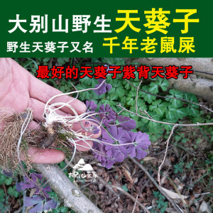 天葵子 紫背天葵 天葵根 天葵草 新鲜千年老鼠屎 金耗子屎散血球