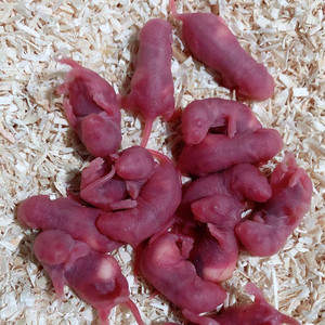 小白鼠花枝鼠白鼠乳鼠小白鼠活体粉皮红白霜成体繁殖组饲料宠物