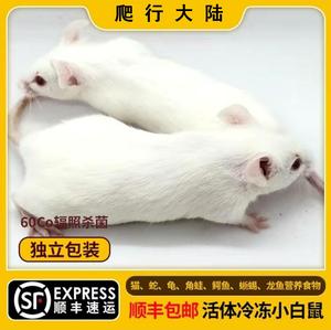 冷冻小白鼠红皮幼鼠开口跳跳成亚成喂饲料爬虫喂猫速冻宠物顺包邮