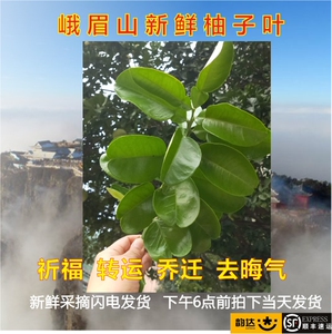 峨眉山新鲜柚子叶 祈福开运去晦气 带枝包邮