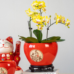喜庆年宵花红色陶瓷花盆家用简约客厅桌面蝴蝶兰绿萝盆栽陶盆包邮