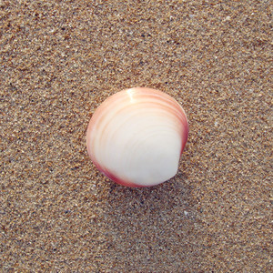 粉蛤 小贝壳 可爱饰品diy 海洋风格文艺装饰物 学生礼物创意摆件