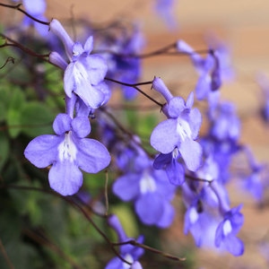 白海豚蓝海豚花苗趣味耐热花卉阳台窗台庭院垂吊花期长家庭盆栽