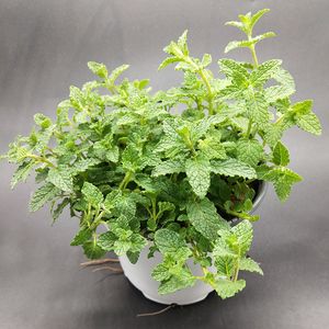 草莓薄荷小虫草堂驱蚊草除虫草莓味道食用清香泡水凉拌香草盆栽