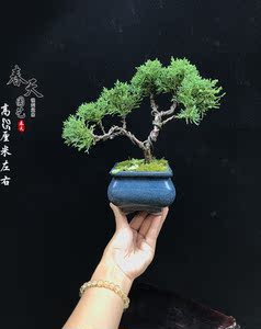 包邮精品济州微型真柏盆景办公桌阳台常青植物纪州柏树盆栽直销