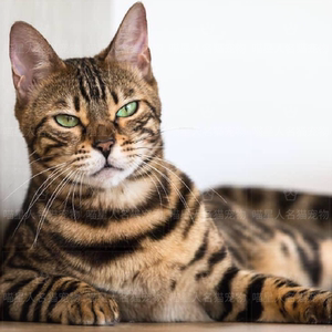 孟加拉豹猫纯种雪豹巨型