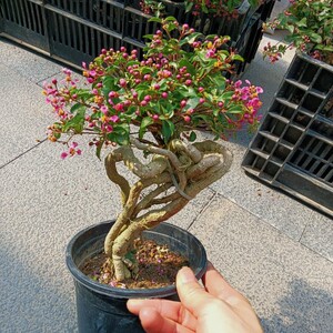 大颗李氏樱桃高提根老桩盆景素材,阳台绿植盆景可做抱石