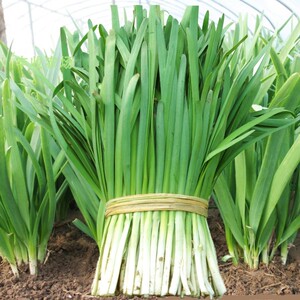 汉中雪韭王种子白根韭菜种籽大宽叶韮菜农家阳台四季盆栽蔬菜种孑