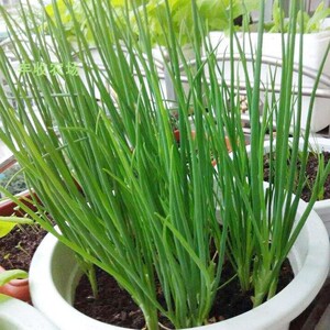 四季小葱种子 家庭小香葱葱种籽 阳台盆栽蔬菜种菜万 能香葱苗孑