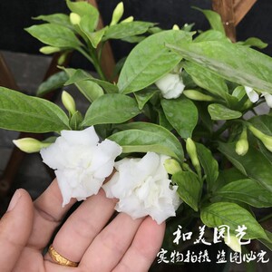 白丁香花盆栽