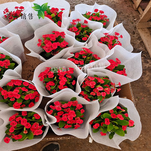 金鱼吊兰盆栽牡丹