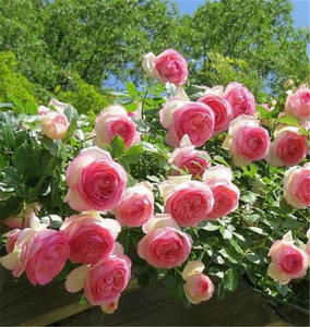 爬藤蔷薇花苗粉龙沙宝石藤本月季大花浓香多季开庭院爬墙植物粉龙