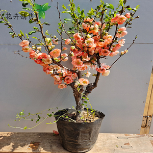 长寿乐海棠盆景