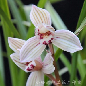 大理莲瓣兰花