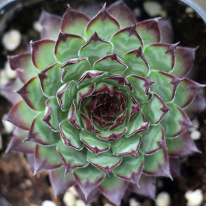 野马长生草 多肉植物 办公室创意盆栽 绿植花卉 带盆发货