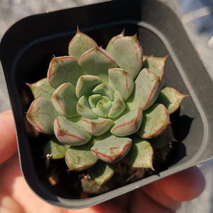 雪燕血燕 办公室阳台党精美趣味多肉植物绿植盆栽 带盆带土发货