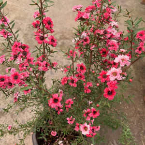 开花松红梅盆栽耐寒耐冻花卉室外庭院花园植物花期长松雪梅花苗