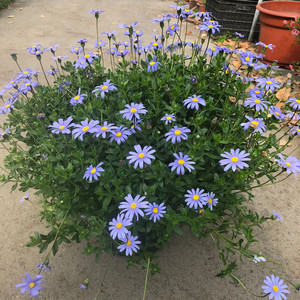 蓝色玛格丽特盆栽花苗阳台庭院耐寒花卉雏菊花叶蓝玛