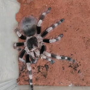 【温顺型】巴西黑白脚活体宠物爬宠蜘蛛网红新手入门大型捕鸟蛛