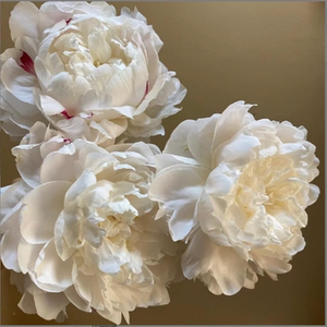 【母亲节特惠】杨妃出浴进口重瓣芍药鲜花花束