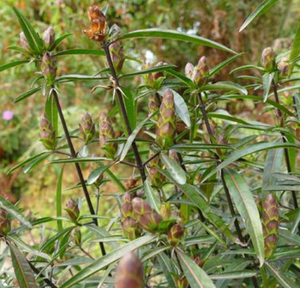 新鲜 台蛇剑 刣蛇剑 花叶假杜鹃 刺血红 七星剑 血路草500克