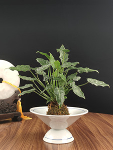 小天使仙羽蔓绿绒曼丽榕苔藓球室内泡茶桌好养水培苔玉球送礼小叶