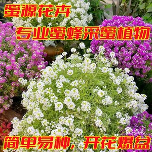 香雪球种子多年生玉蝶球芳香蜜源植物养蜜蜂采花花卉授粉植物种籽