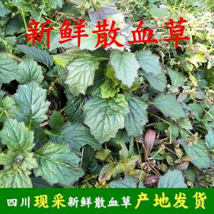 daniel20080850淘宝白毛夏枯草新鲜筋骨草苦草金疮小草破血丹退血草