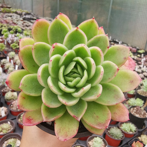 玉杯东云大单头多肉植物老桩阳台庭院大颗好养肉肉绿植花卉盆栽