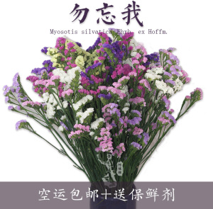 勿忘我鲜花干花永生花家庭办公装饰云南斗南鲜花基地新鲜